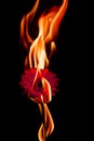 Burning Flower