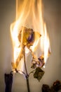 Burning Flower Royalty Free Stock Photo