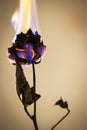 Burning Flower Royalty Free Stock Photo