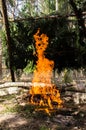 Burning forest campfire.texture and background of burning coal close up Royalty Free Stock Photo