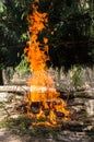 Burning forest campfire.texture and background of burning coal close up Royalty Free Stock Photo