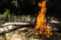 Burning forest campfire.texture and background of burning coal close up Royalty Free Stock Photo