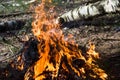 Burning forest campfire.texture and background of burning coal close up Royalty Free Stock Photo