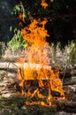 Burning forest campfire.texture and background of burning coal close up Royalty Free Stock Photo