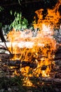 Burning forest campfire.texture and background of burning coal close up Royalty Free Stock Photo