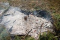 Burning forest fire pine spruce branches bonfire detail of ash