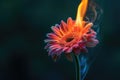 Burning gerbera daisy flower, plant on fire on black background. Concept of love and passion. AI Generated Royalty Free Stock Photo