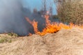 Burning grass in the field, close up. Nature on fire. Themes of fire, disaster and extreme events Royalty Free Stock Photo