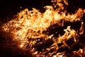 Burning grass in the field, close up. Nature on fire. Themes of fire, disaster and extreme events. Night shot