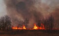 Burning grass in spring forest Royalty Free Stock Photo