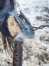 Burning hoof. Farrier placing hot horseshoe Royalty Free Stock Photo