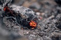 Burning hot red coals among black ash. Texture of bonfire abstract background Royalty Free Stock Photo