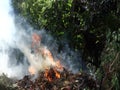 Burning leaves in the tropics