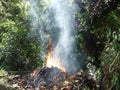 Burning leaves in the tropics