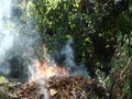 Burning leaves in the tropics