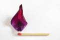 Burning match from tulip leaf Royalty Free Stock Photo