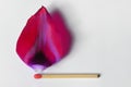 Burning match from tulip leaf Royalty Free Stock Photo