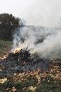 Burning natural biomass made of tree leaves