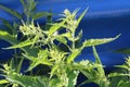 Burning nettle close-up in summer