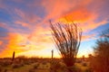 Burning Ocotillo Royalty Free Stock Photo