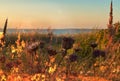 Burning open fire on  grass  sunset  wild meadow  field  pink lilac  flowers and green herb   beach and forest  sea on horizon and Royalty Free Stock Photo