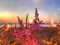 Burning open fire on  grass  sunset  wild meadow  field  pink lilac  flowers and green herb   beach and forest  sea on horizon and Royalty Free Stock Photo