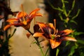 Burning Pixels Lilies