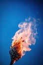 Burning plant on a blue background. Close-up. Macro. Shallow depth of field.