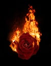 Burning red rose, dark atmospheric mood, fantasy background Royalty Free Stock Photo