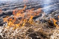 Burning of remains in agricultural cultivation Royalty Free Stock Photo