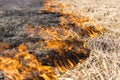 Burning of remains in agricultural cultivation Royalty Free Stock Photo