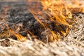 Burning of remains in agricultural cultivation Royalty Free Stock Photo