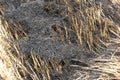 Burning of rice straw Royalty Free Stock Photo