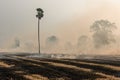 Burning rice straw Royalty Free Stock Photo