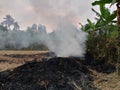 burning rice straw to make fertilizer as the next planting material