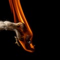 Burning rope at breaking point on black background, Risk concept Royalty Free Stock Photo