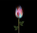 Burning rose flower, fire rose Royalty Free Stock Photo