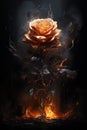Burning rose flower, Heartbroken