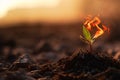 Burning small green plant seedling. Global warming and wildfire concept