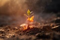 Burning small plant seedling. Global warming and wildfire concept
