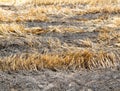 Burning straw in rice plantation Royalty Free Stock Photo