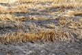 Burning straw in rice plantation Royalty Free Stock Photo