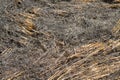 Burning straw in rice plantation Royalty Free Stock Photo