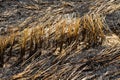 Burning straw in rice plantation Royalty Free Stock Photo