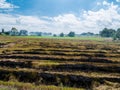 Burning straw in rice plantation one cause to global warming. Royalty Free Stock Photo