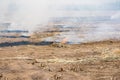 Burning straw in rice plantation in thailand Royalty Free Stock Photo