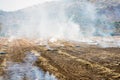 Burning straw in rice plantation in thailand Royalty Free Stock Photo