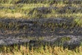 Burning straw stubble farmers when the harvest is complete. Royalty Free Stock Photo