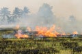 Burning straw stubble farmers when the harvest is complete. Royalty Free Stock Photo