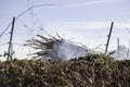 Burning stubble field